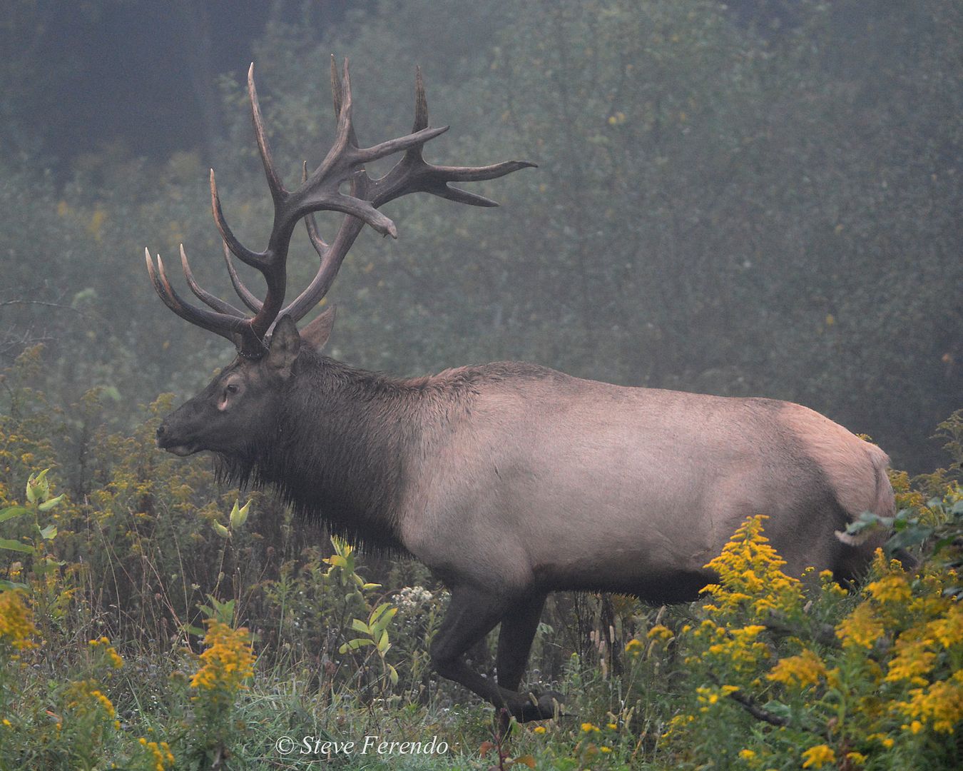 Natural World Through My Camera Rocky Mountain Elk In The Allegheny